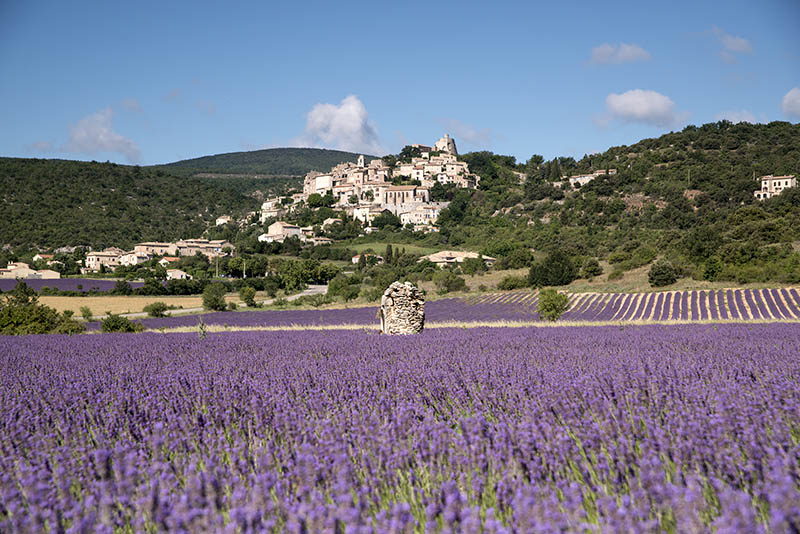 LAVENDER FIELDS
